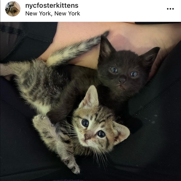 Foster Kitten Love 😻 - Picture 15 of 16